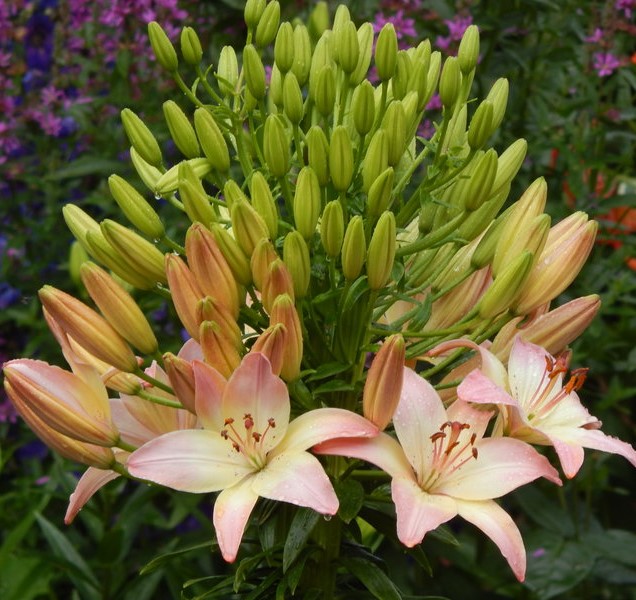 Азиатской многоцветковая Лилия Марлен