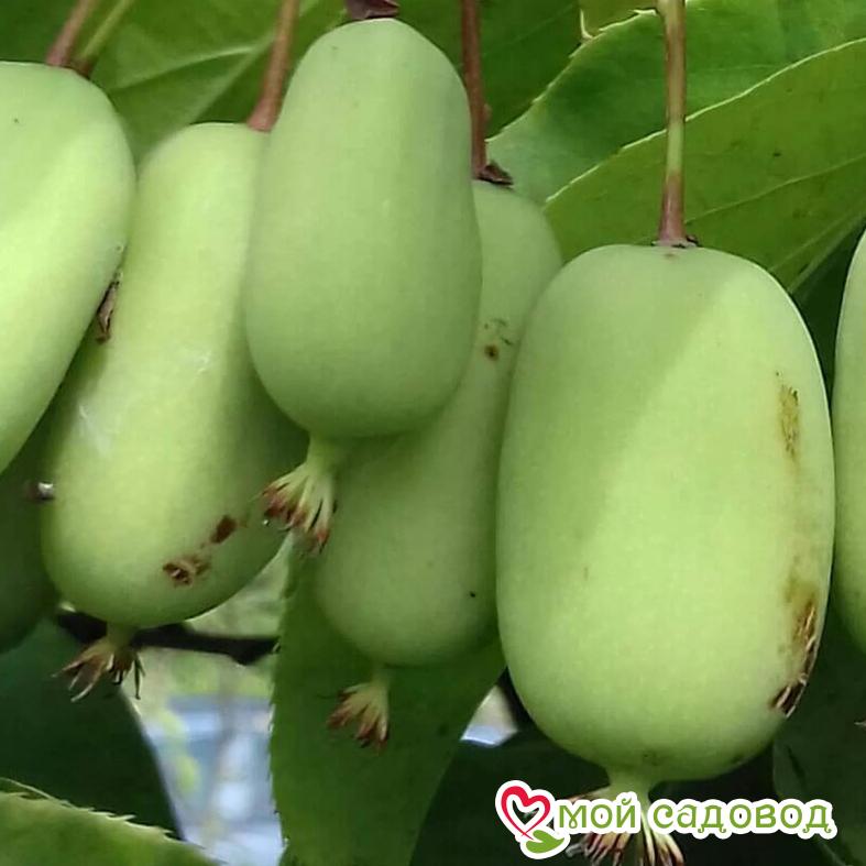 Киви актинидия острая Джамбо