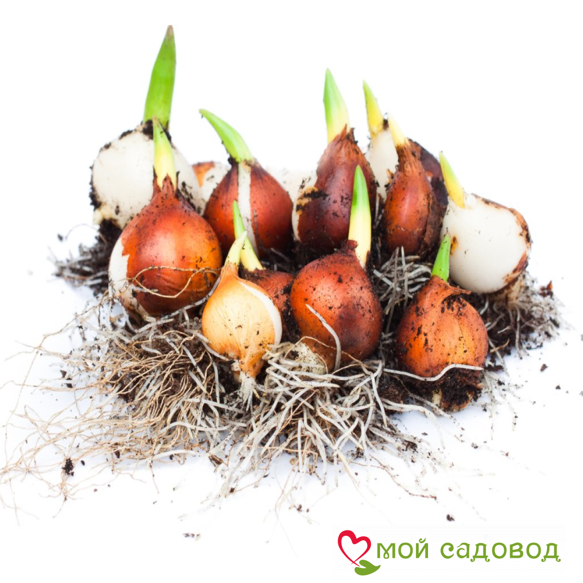 Тюльпан Стар Даст